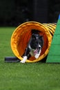 Border collie agility training Royalty Free Stock Photo