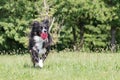 Border collie aporting ball Royalty Free Stock Photo