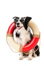 Border collie as beach guard Royalty Free Stock Photo