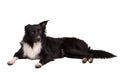 Border collie Royalty Free Stock Photo