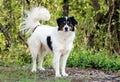 Border Collie Australian Shepherd mixed breed dog