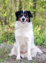 Border Collie Australian Shepherd mixed breed dog