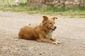 Border Collie is away from the flock of sheep Royalty Free Stock Photo