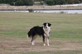 Border Collie in Baiter Park, Poole Dorset Royalty Free Stock Photo