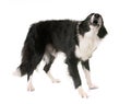 Border collie barking