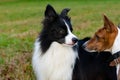 Border collie and basenji. Harmonious relationship with the dog: education and training. Royalty Free Stock Photo