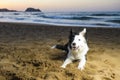 Border Collie on the beach Royalty Free Stock Photo