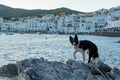 Border Collie in the beach and houses of the village of Cadaques, Spain. in the beach and houses of the village of Cadaques, Spain