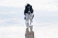 Border Collie on The Beach in Winter with Reflections