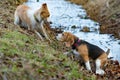 Border collie and beagle. Harmonious relationship with the dog: education and training. Royalty Free Stock Photo