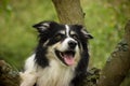 border collie bears on the tree, he is cathing tidbit.