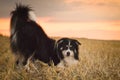 Border collie is begging in the field