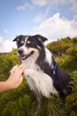 Border collie is begging in the field in the nature