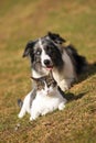 Border collie behind a cat