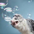 Border Collie Biting at Floating Bubbles Royalty Free Stock Photo