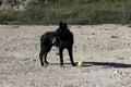 Border Collie black dog playing with a tennis ball and jumping in the forest Royalty Free Stock Photo