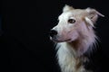 Border Collie with black and white hair. Purebred dog looks to one side of the image. Shepherd dog.