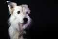 Border Collie with black and white hair. Purebred dog looks to one side of the image. Shepherd dog.