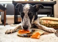 Border collie blue heeler dog eating pumpkin pie treat