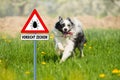 Border collie dog in a spring meadow Royalty Free Stock Photo