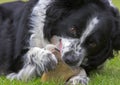 Border Collie and bone