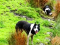 border collie cane pastore scozzese
