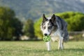 A Border Collie dog carries a ball in its mouth, trotting across a park.