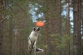 border collie catches a disc