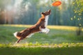 Border Collie catches a frisbee disc.