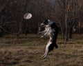 Border collie catches a plastic plate on a walk in the autumn park.