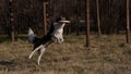 Border collie catches a plastic plate on a walk in the autumn park.