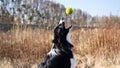Border Collie is catching tennis ball, nature in the background
