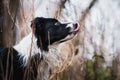 Border Collie cattle dog licks its lips