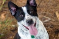 Border Collie Cattledog Heeler Mixed Breed Dog