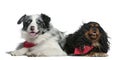 Border collie and Cavalier King Charles Spaniel Royalty Free Stock Photo