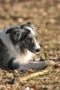 Border collie chewing a stick Royalty Free Stock Photo