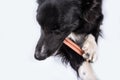 Border collie chewing a toy for dental care. Dog`s oral hygiene Royalty Free Stock Photo