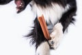 Border collie chewing a toy for dental care. Dog`s oral hygiene Royalty Free Stock Photo