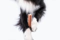 Border collie chewing a toy for dental care. Dog`s oral hygiene Royalty Free Stock Photo