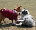 Border Collie and Chihuahua