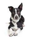 Border Collie Crossbreed Dog Lying on White Royalty Free Stock Photo