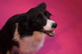 Border Collie at CRUFTS Royalty Free Stock Photo