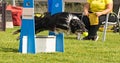 Border collie on czech flyball schampionship Royalty Free Stock Photo