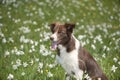 Border collie in daffodil field Royalty Free Stock Photo