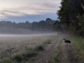 Border collie Royalty Free Stock Photo