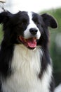 Border collie dog Royalty Free Stock Photo