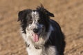 Border collie dog Royalty Free Stock Photo