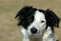 Border Collie dog Royalty Free Stock Photo