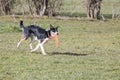 Border collie dog