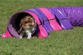 Dog agility in action. The dog exiting the tunnel. Royalty Free Stock Photo